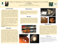 Effects of temperature on growth rate of saprolegnia in convict cichlids