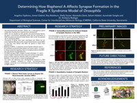 Determining how bisphenol A affects synapse formation in the fragile X syndrome model of drosophila