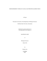 Bioengineering vessels in acellular porcine bladder tissue