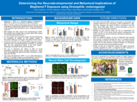 Determining the neurodevelopmental and behavioral implications of Bisphenol F using Drosophila melanogaster