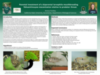 Parental investment of a biparental larvophile mouthbrooding Tahuantinsuyoa macantzatza relative to predator threat