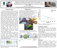 Impacts of body size and water movement on fragmentation in three temperate estuarine algae