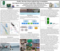 Pacific herring (Clupea pallasii) egg accumulation on eelgrass (Zostera marina) and other substrates in Tomales Bay