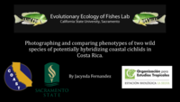 Photographing and comparing phenotypes of two wild species of potentially hybridizing coastal cichlids in Costa Rica