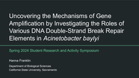 Uncovering the mechanisms of gene amplification by investigating the roles of various DNA double-strand break repair elements in Acinetobacter baylyi