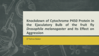Knockdown of Cytochrome P450 Protein in the Ejaculatory Bulb of the fruit fly Drosophila melanogaster and its effect on aggression